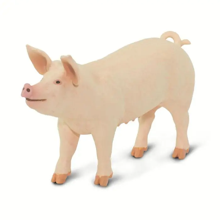 Large White Pig Farm Animal Model #100269