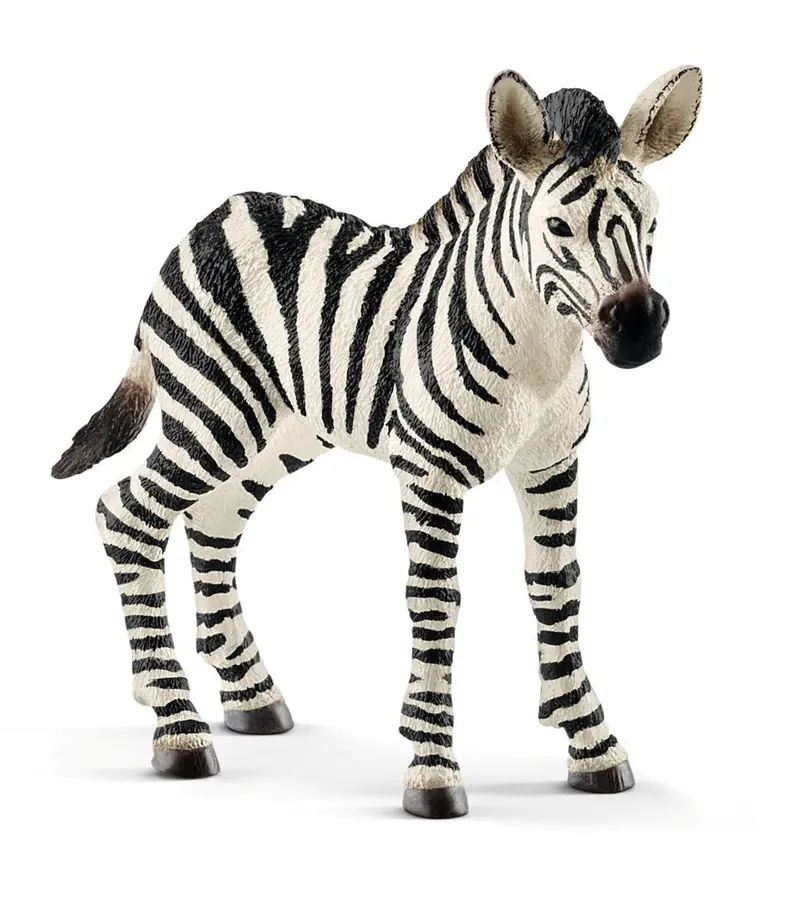Zebra Foal Figure – Young Plains Zebra Animal Model
